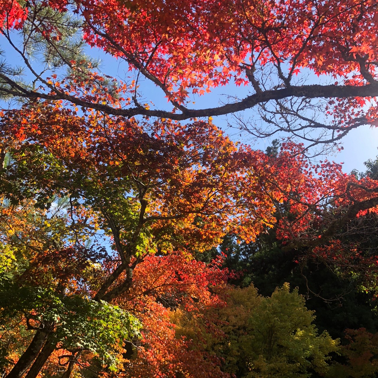 紅葉